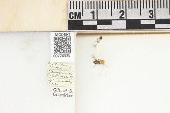 Media type: image;   Entomology 776323 Aspect: Labels